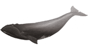 Balea Bizkaitarra edo Euskal Balea:<br />
			Eubalaena glacialis.