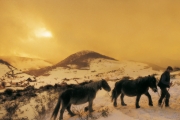 Chevaux à Hiriberri - Aezkoa