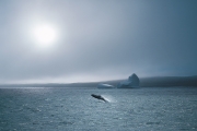 BelleIsle Strait baleine